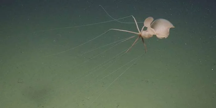 During an expedition aboard MBARI’s flagship research vessel David Packard to study the ecology of local seamounts, scientists observed a rarely seen bigfin squid ( Magnapinna sp.). (Image credit: MBARI)