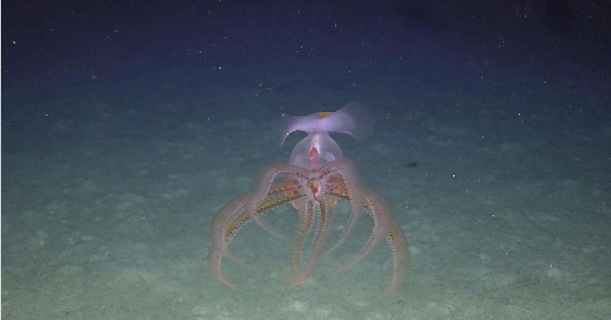 (Image credit: The BORA Blue Ocean Research Alliance)