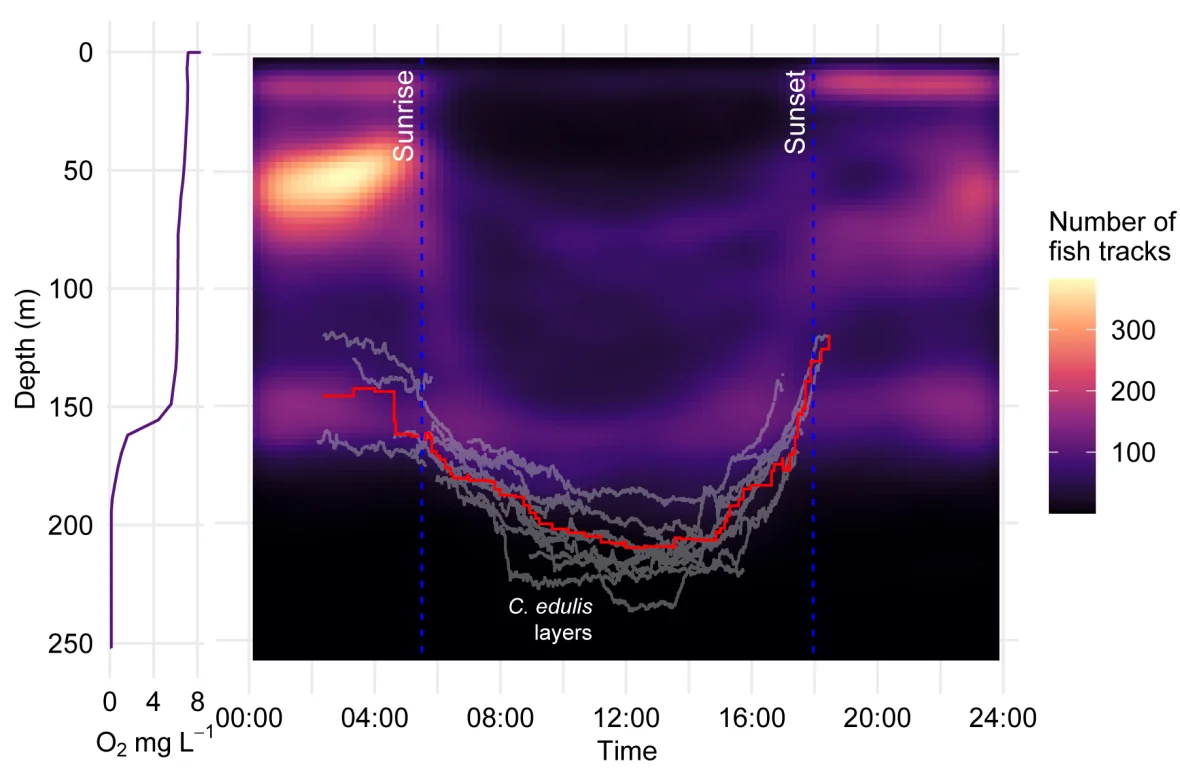 Dissolved oxygen profile (0–250 m) with fish-school detections. Grey lines show daily C. edulis layer depths; red line shows the mean detection depth. (Image credit: ASL)