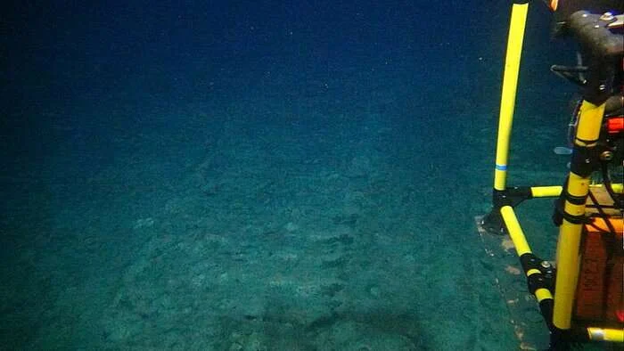 collector system on the seabed. The SONNE expedition will now investigate the effects of this disturbance five and a half years later. (Image credit: ROV team, GEOMAR)