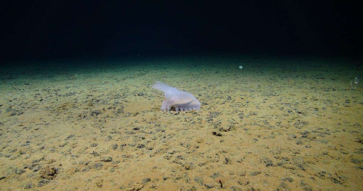 An abyssal sea cucumber moves across a field of polymetallic nodules in the abyssal plain of the Clarion Clipperton Zone. (Image credit: National Oceanography Centre and Trustees of the Natural History Museum, with acknowledgement to the NERC SMARTEX project)