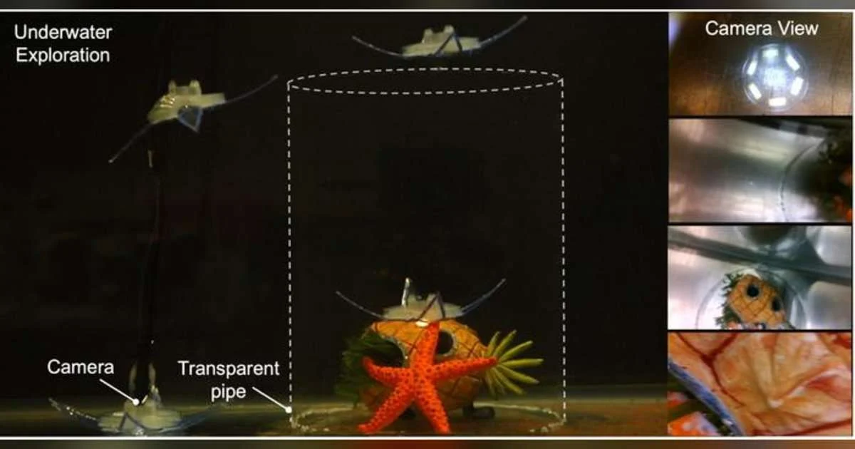 Researchers have created an aquatic soft robot inspired by marine invertebrates called feather stars. The feather star robot is able to move through the water in all three dimensions, powered by only two actuators. (Image credit: Jie Yin, NC State University)